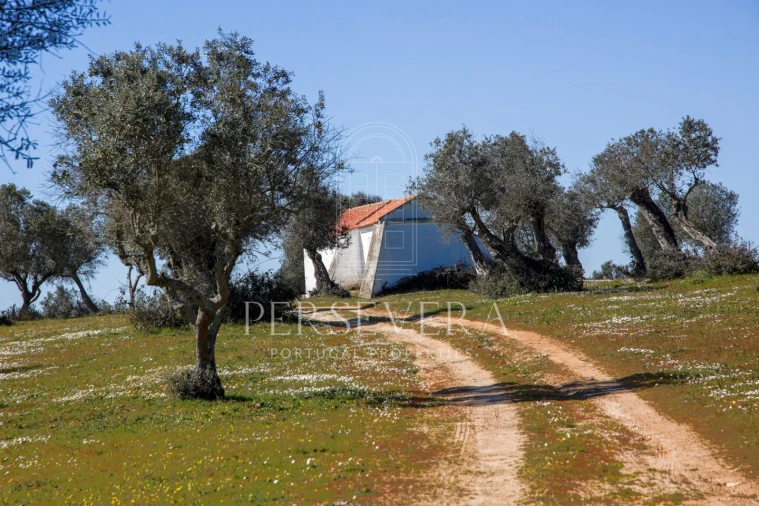 Quinta para Venda em Alter do Chão Foto 4