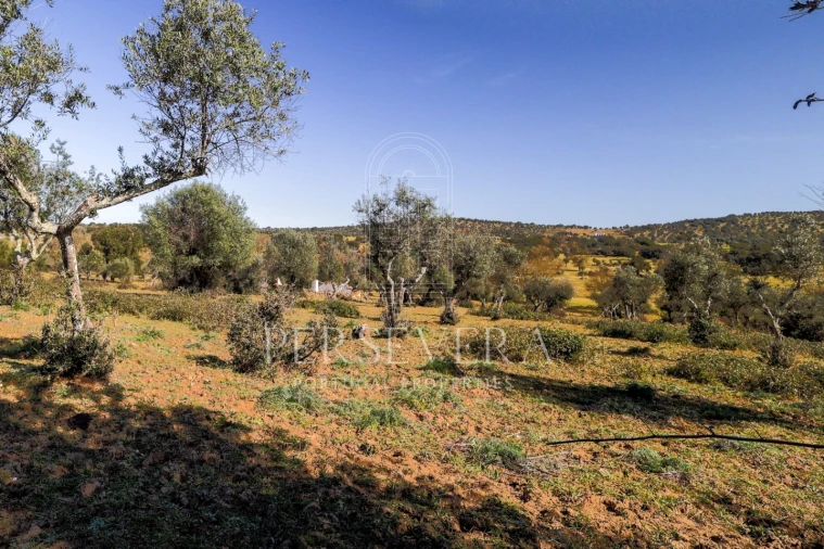 Quinta para Venda em Alter do Chão Foto 6