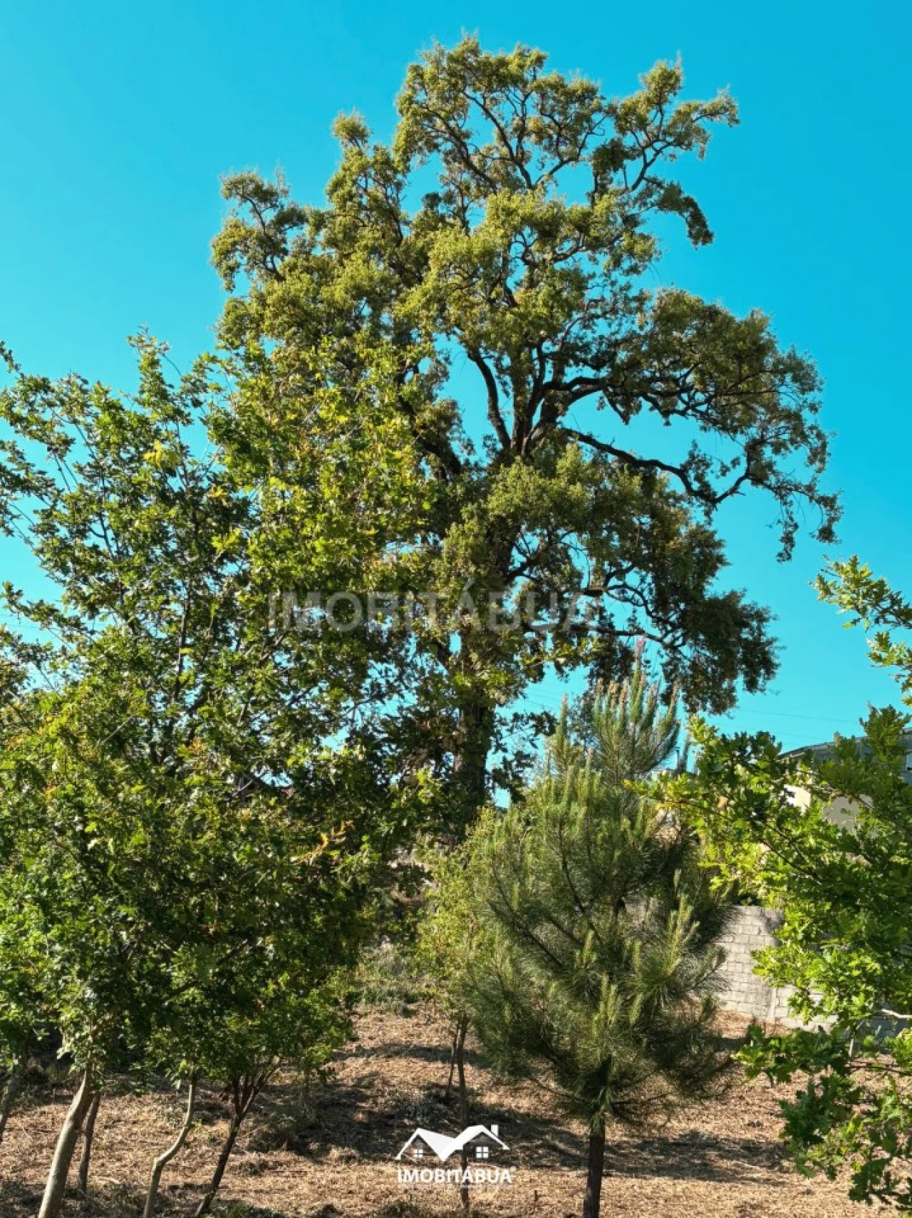 Terreno Agricola ou Rústico para Venda em Lagos da Beira e Lajeosa Foto 14