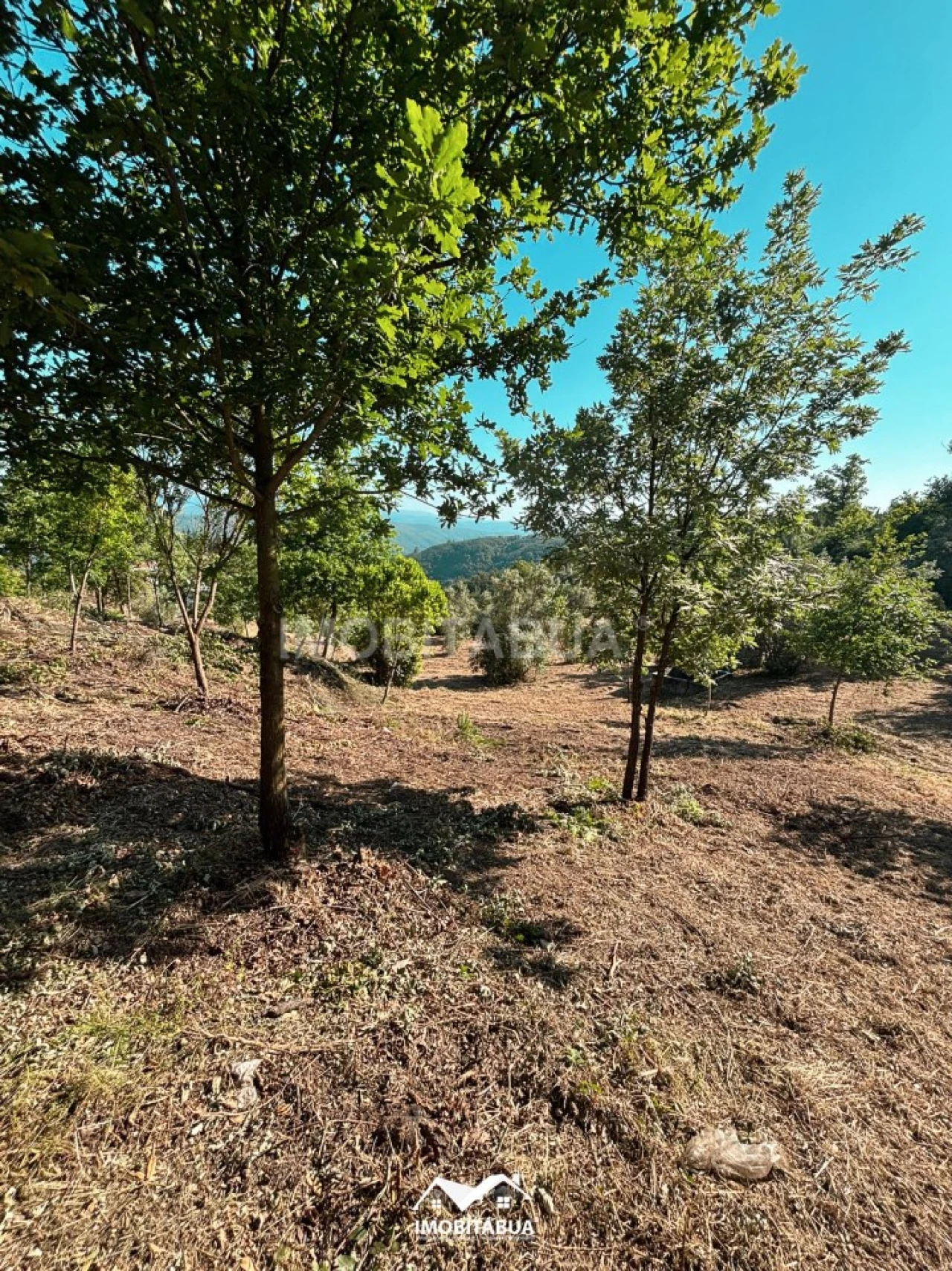 Terreno Agricola ou Rústico para Venda em Lagos da Beira e Lajeosa Foto 19