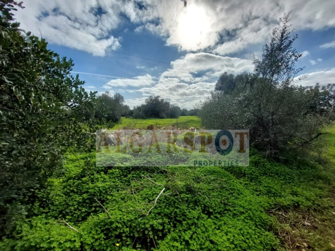Terreno Agricola ou Rústico para Venda em Loule (São Sebastião) Foto 10