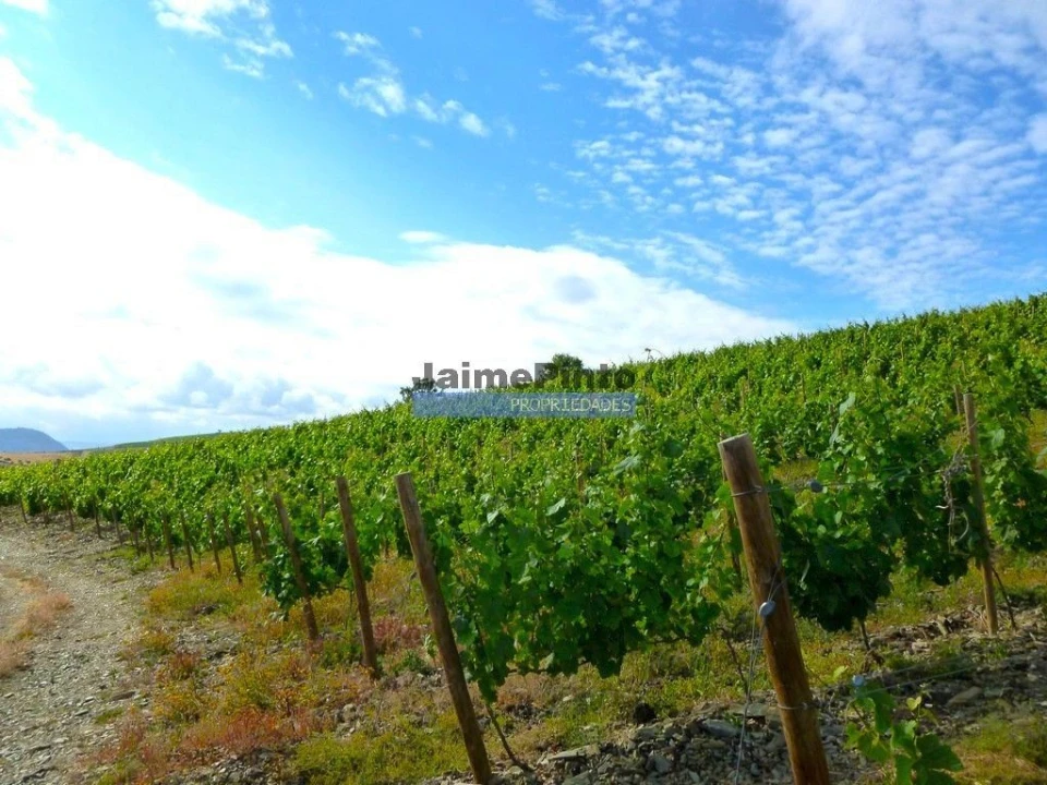 Terreno Agricola ou Rústico para Venda em Vila Nova de Foz Côa Foto 2