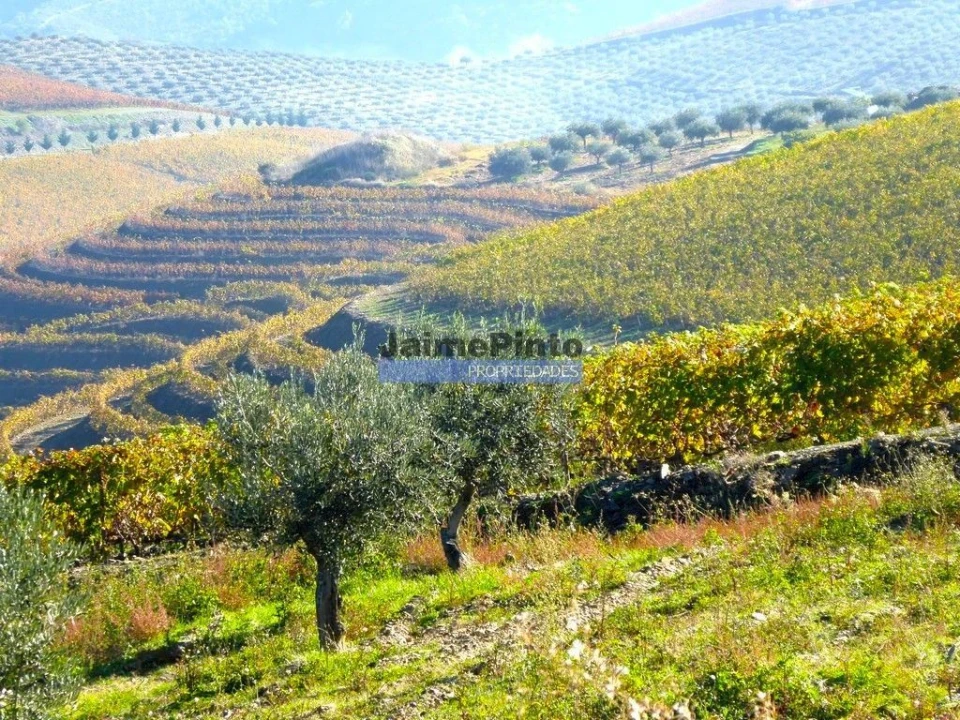 Terreno Agricola ou Rústico para Venda em Vila Nova de Foz Côa Foto 7