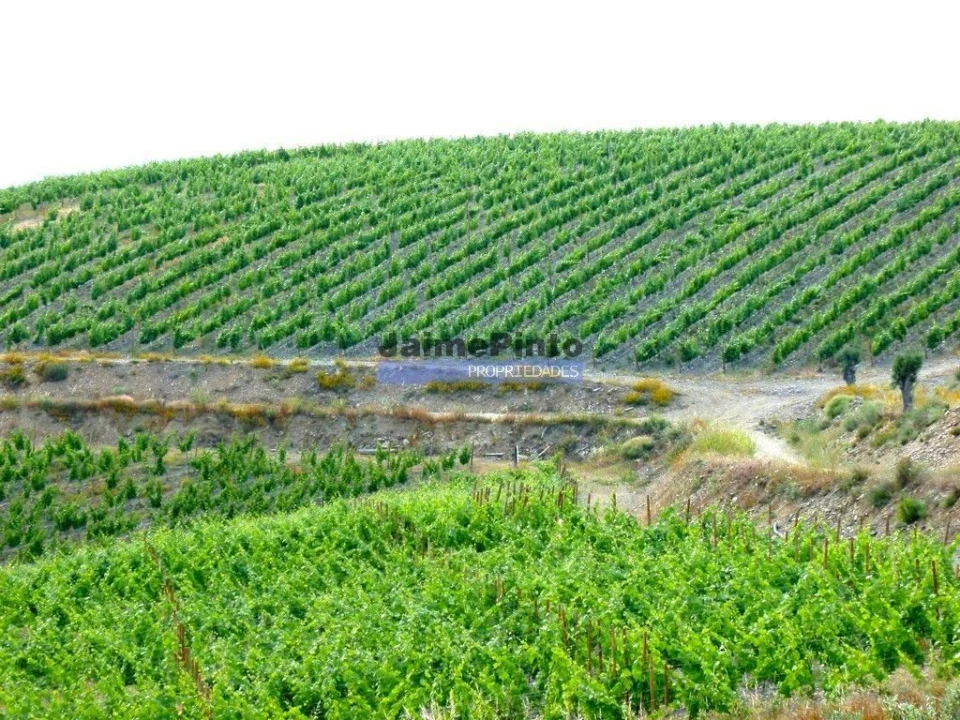 Terreno Agricola ou Rústico para Venda em Vila Nova de Foz Côa Foto 9