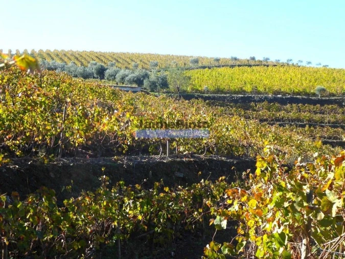 Terreno Agricola ou Rústico para Venda em Vila Nova de Foz Côa Foto 5