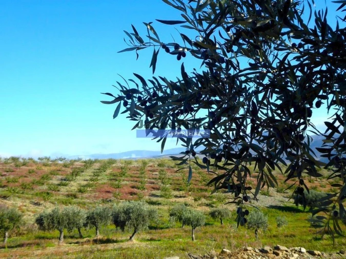 Terreno Agricola ou Rústico para Venda em Vila Nova de Foz Côa Foto 6