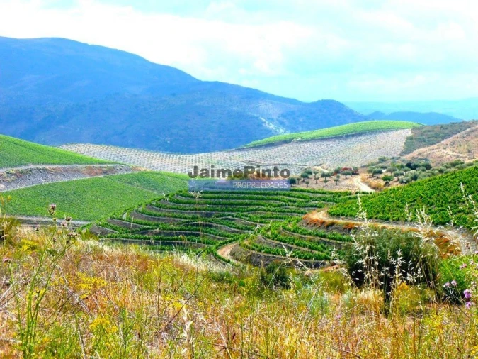 Terreno Agricola ou Rústico para Venda em Vila Nova de Foz Côa Foto 8