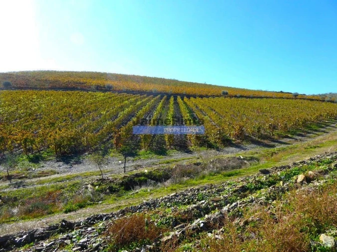 Terreno Agricola ou Rústico para Venda em Vila Nova de Foz Côa Foto 10