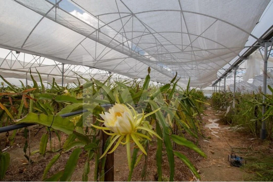 Terreno para Venda em São João das Lampas e Terrugem Foto 6