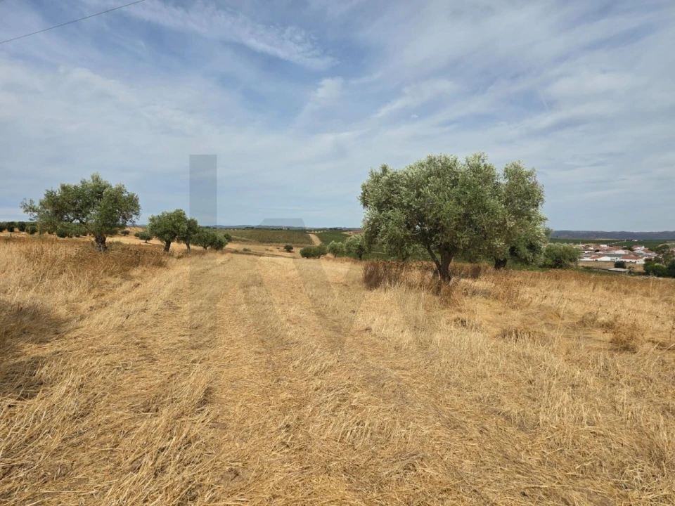 Terreno para Venda em Pedrogão Foto 2