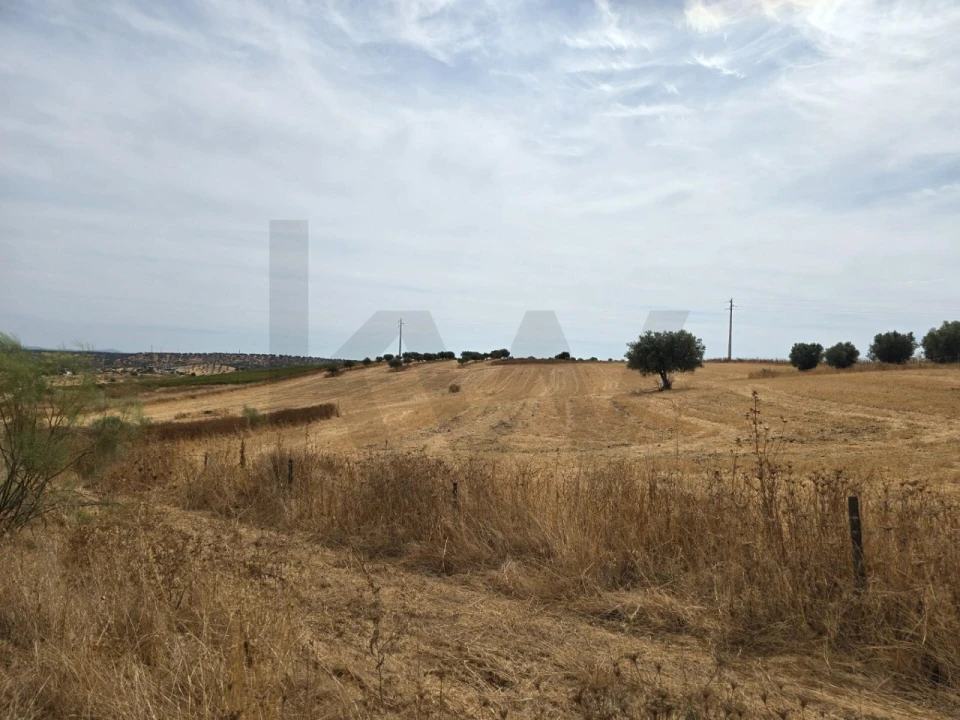 Terreno para Venda em Pedrogão Foto 9