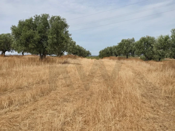 Terreno para Venda em Pedrogão Foto 1