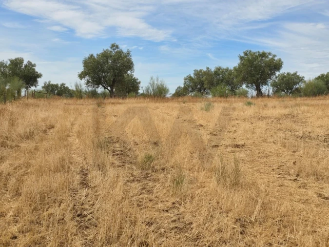 Terreno para Venda em Pedrogão Foto 5