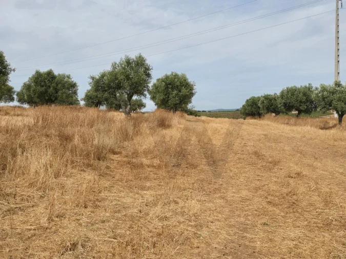 Terreno para Venda em Pedrogão Foto 6