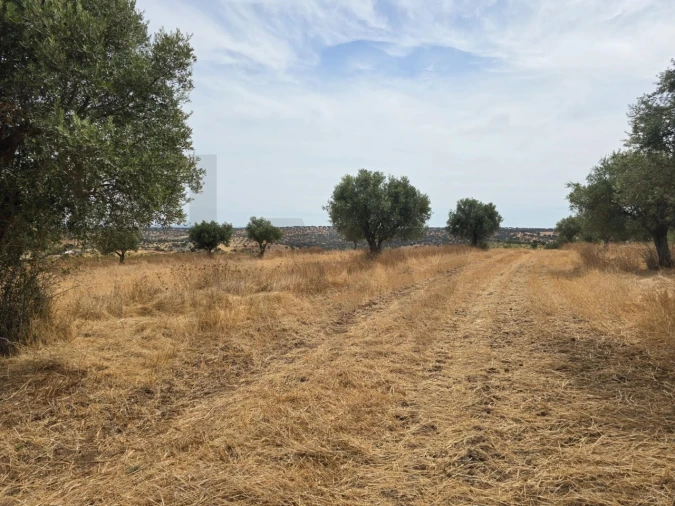 Terreno para Venda em Pedrogão Foto 7