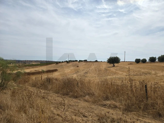 Terreno para Venda em Pedrogão Foto 9