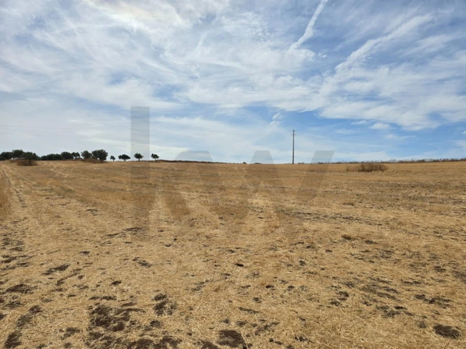 Terreno para Venda em Pedrogão Foto 11