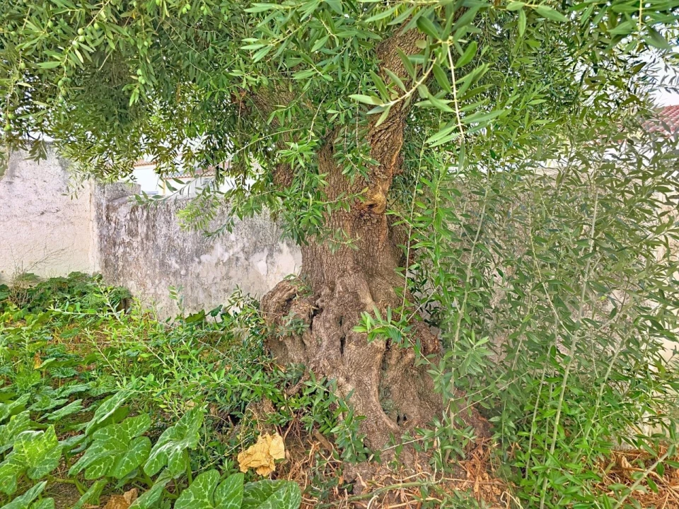 Moradia T2 para Venda em Pedrogão Foto 24