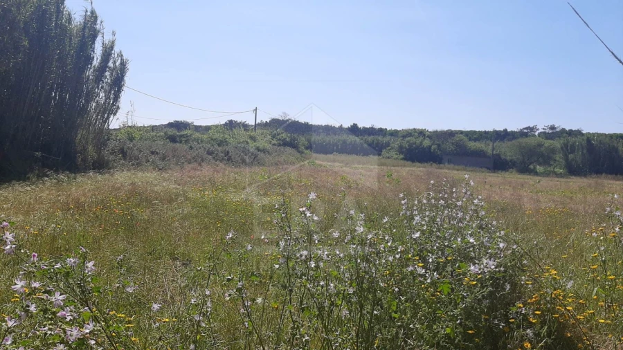 Terreno Agricola ou Rústico para Venda em Belinho e Mar Foto 2