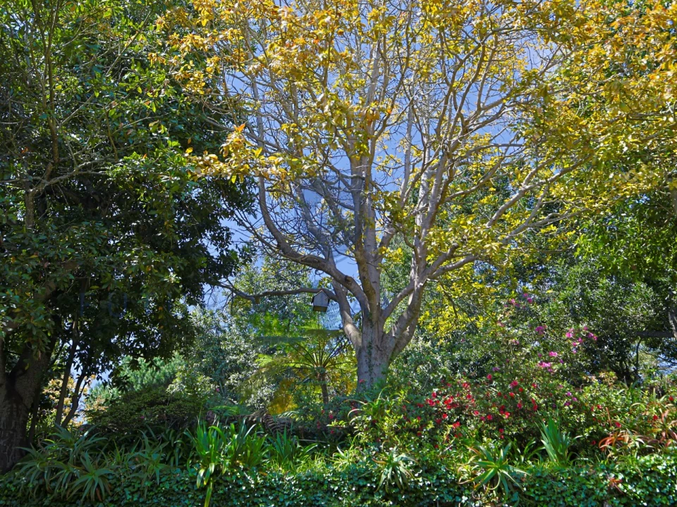 Moradia T4 para Venda em Monte Foto 67