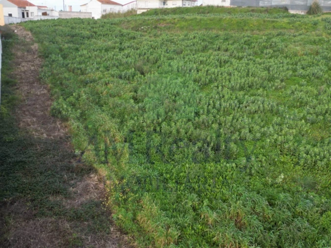 Terreno Agricola ou Rústico para Venda em Atouguia da Baleia Foto 4