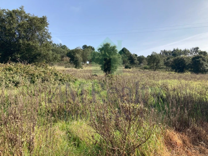Terreno Agricola ou Rústico para Venda em Bombarral e Vale Covo Foto 4