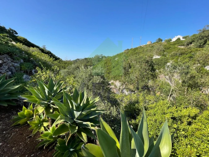 Terreno Agricola ou Rústico para Venda em Reguengo Grande Foto 16