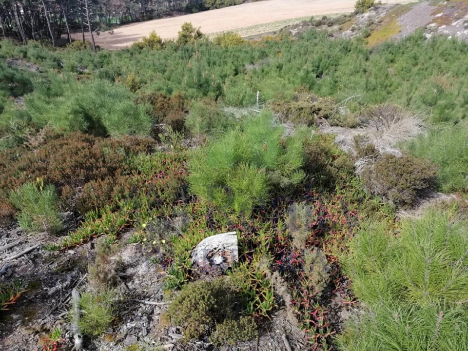 Terreno Agricola ou Rústico para Venda em Amoreira Foto 4