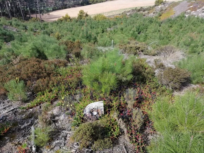 Terreno Agricola ou Rústico para Venda em Amoreira Foto 4