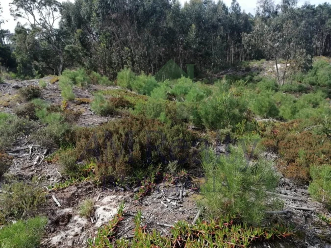 Terreno Agricola ou Rústico para Venda em Amoreira Foto 1
