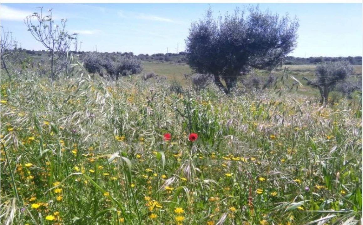 Quinta para Venda em Arez e Amieira do Tejo Foto 13