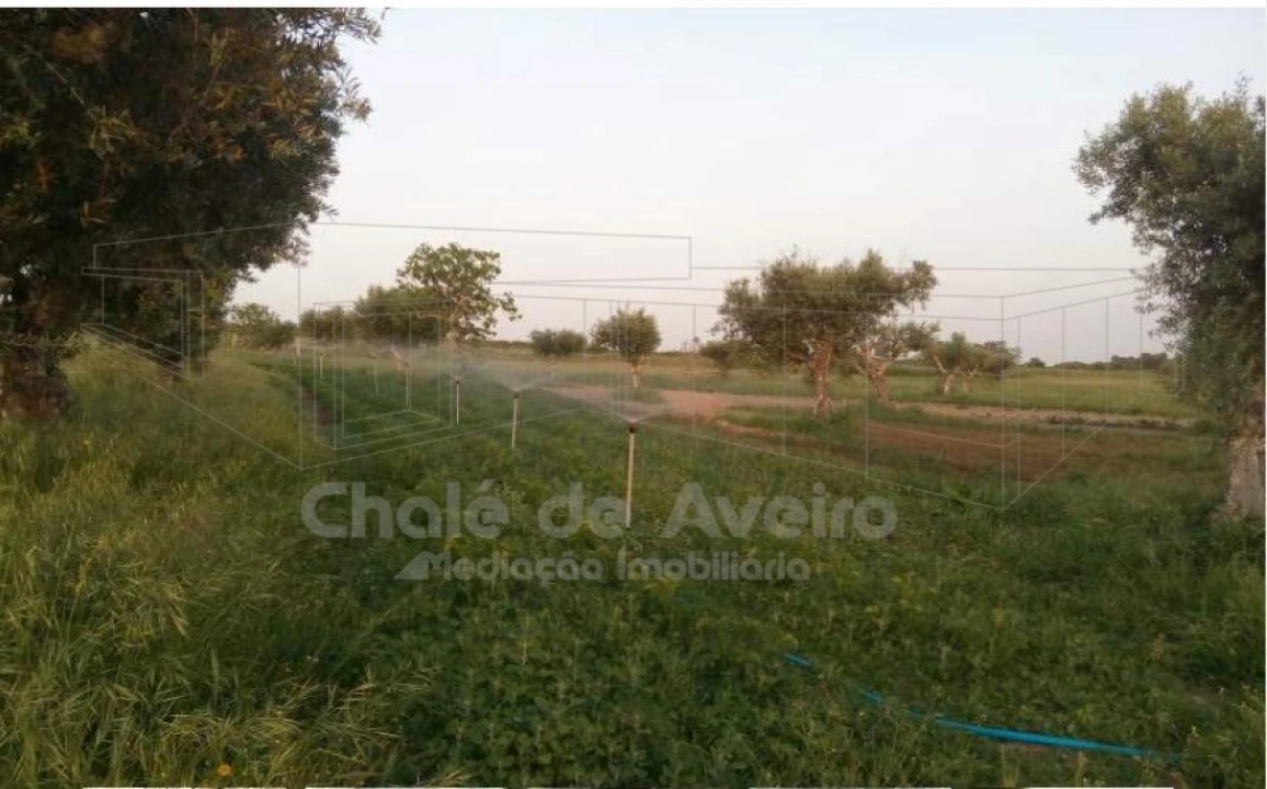 Quinta para Venda em Arez e Amieira do Tejo Foto 15
