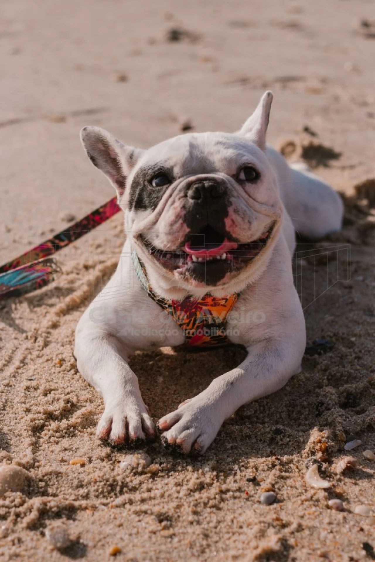 Negócio para Venda em Bustos, Troviscal e Mamarrosa Foto 2