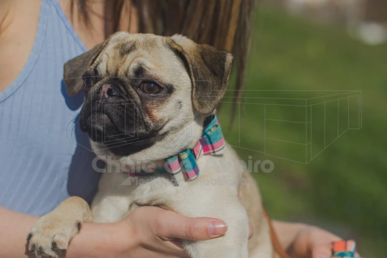 Negócio para Venda em Bustos, Troviscal e Mamarrosa Foto 1