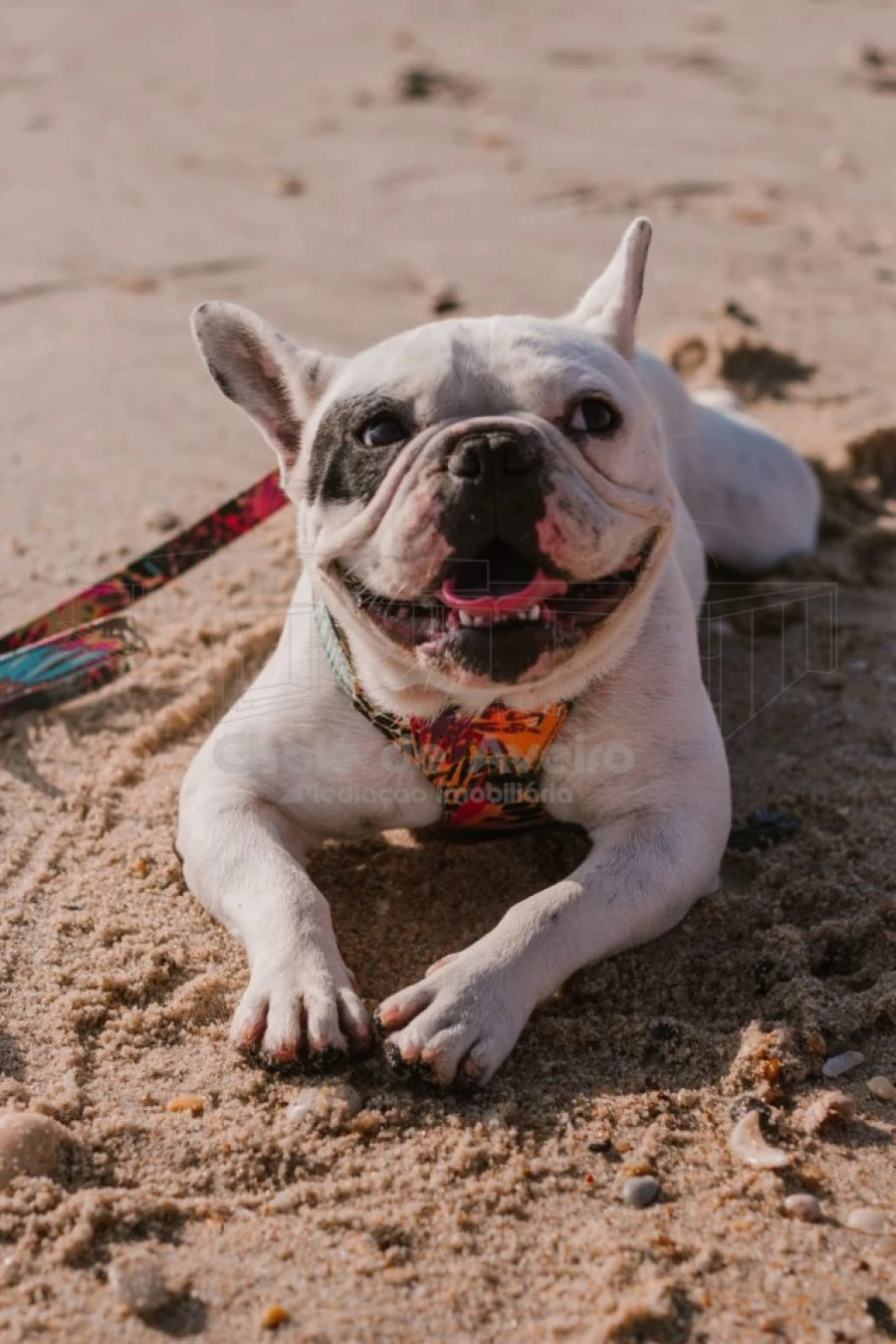 Negócio para Venda em Bustos, Troviscal e Mamarrosa Foto 2