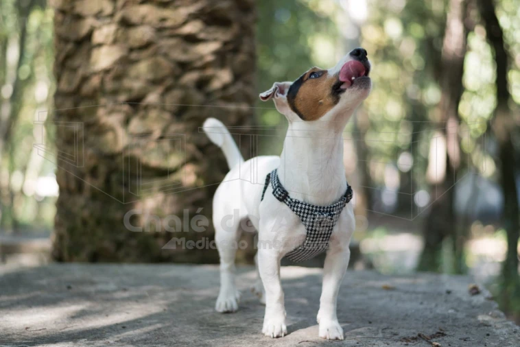 Negócio para Venda em Bustos, Troviscal e Mamarrosa Foto 3