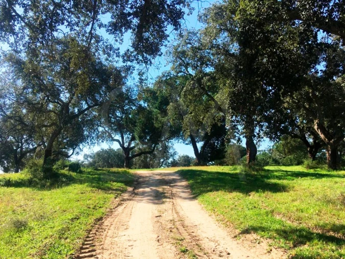 Terreno para Venda em Poceirão e Marateca Foto 21