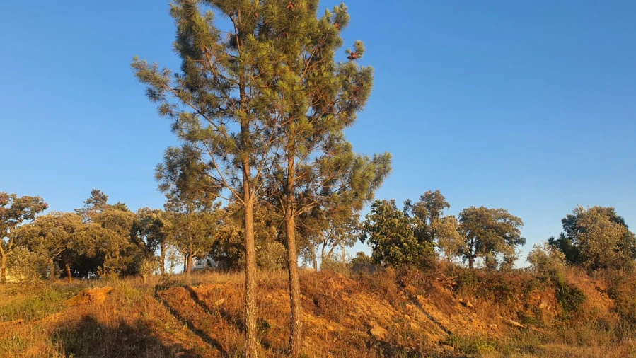 Terreno para Venda em Igreja Nova do Sobral Foto 28