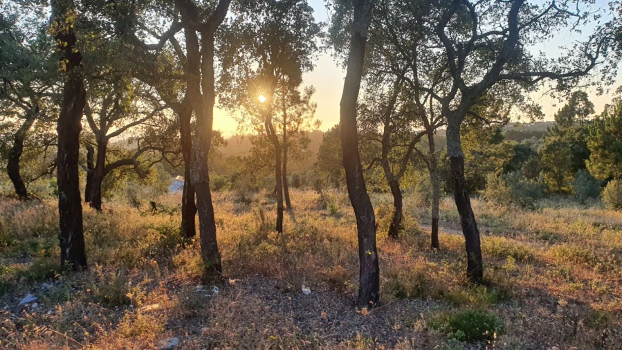Terreno para Venda em Igreja Nova do Sobral Foto 14