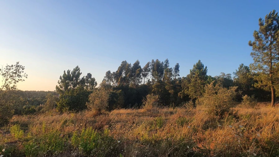 Terreno para Venda em Igreja Nova do Sobral Foto 18