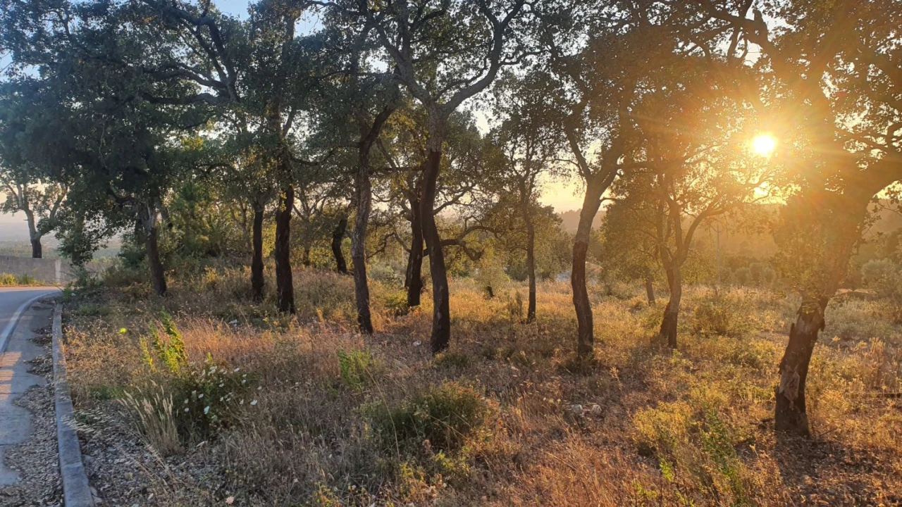 Terreno para Venda em Igreja Nova do Sobral Foto 23