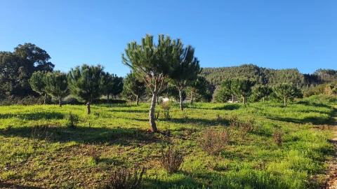 Moradia T0 para Venda em Ferreira do Zezere