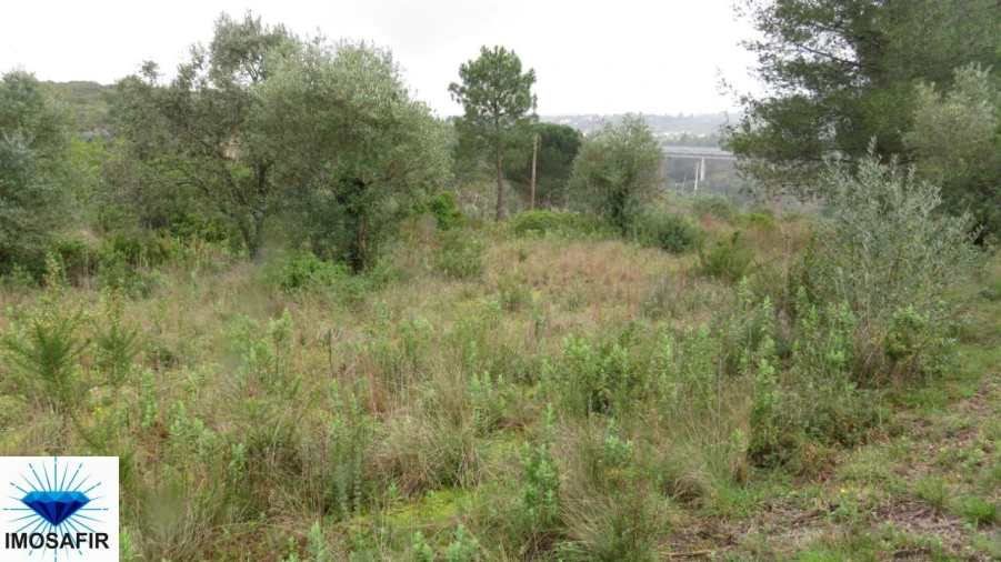 Terreno para Venda em Madalena e Beselga Foto 2