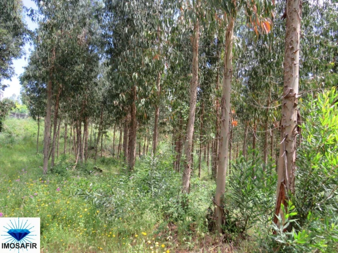 Terreno para Venda em Tavarede Foto 15