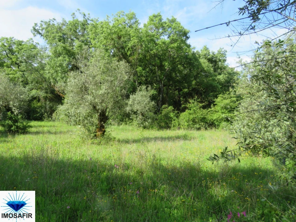 Terreno para Venda em Alvaiázere Foto 4