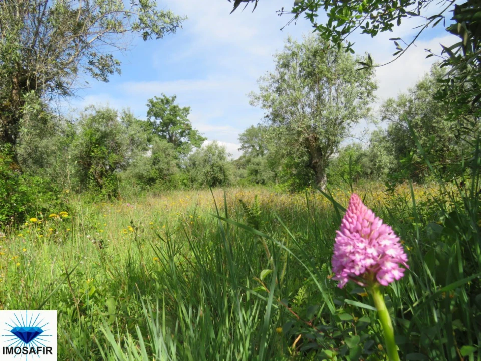 Terreno para Venda em Alvaiázere Foto 5