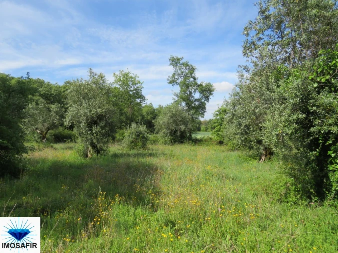 Terreno para Venda em Alvaiázere Foto 2