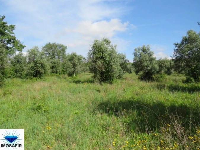 Terreno para Venda em Alvaiázere Foto 13