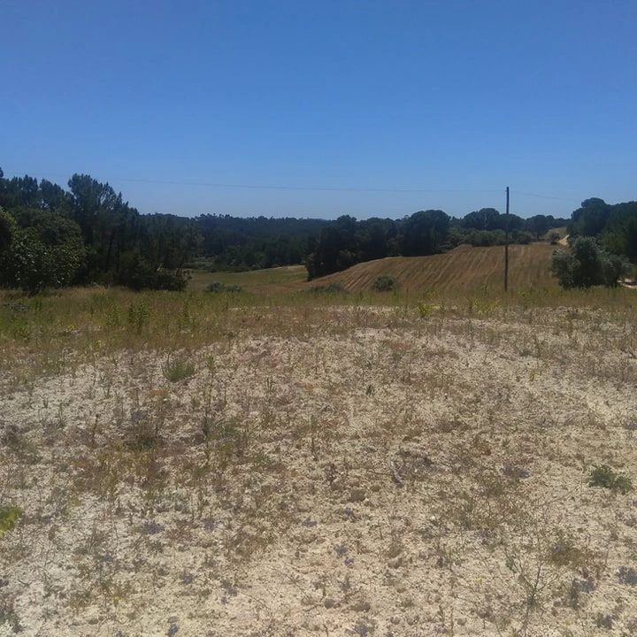 Terreno para Venda em Madalena e Beselga Foto 1