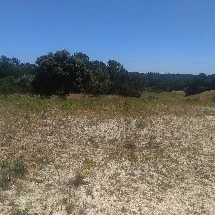 Terreno para Venda em Madalena e Beselga Foto 5